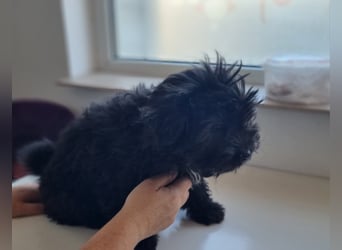 Ronja Welpe - sucht Ihre Familie!