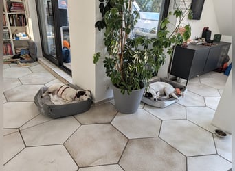 Baloo in 64646 Heppenheim auf Pflegestelle