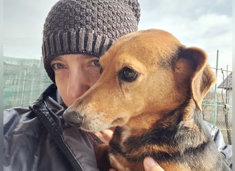 Bibi sucht ruhiges Zuhause!