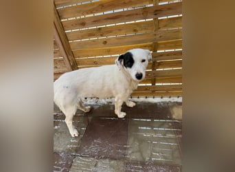 Spoty sucht Ihre Menschen