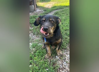 Coco sucht eine liebevolle Familie