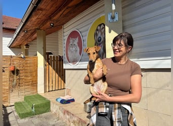 Nuka Welpe - sucht Familie