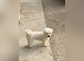 Perla sucht eine liebevolle Familie!