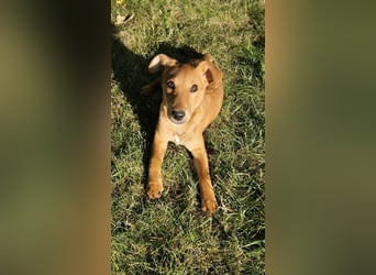 Nuka Welpe - sucht Familie