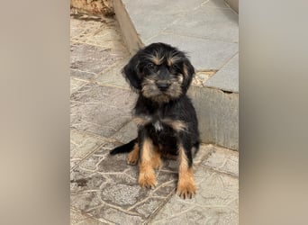 Keks sucht seine Menschen