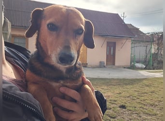 Bibi sucht ruhiges Zuhause!