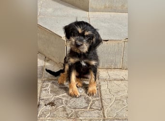 Keks sucht seine Menschen