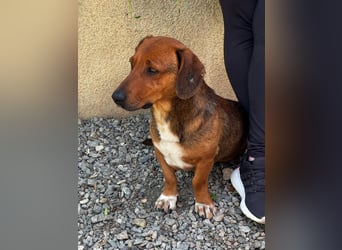 Arni sucht sein Zuhause