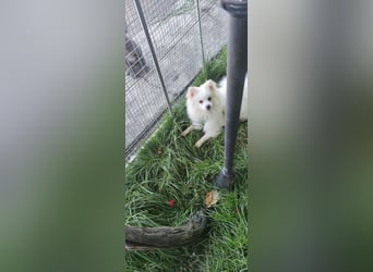 Yuki - Spitzfans aufgepaßt - Zuckenschock!