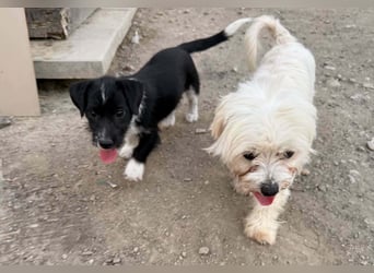 Perla sucht eine liebevolle Familie!