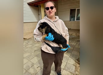 Keks sucht seine Menschen