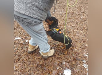 Liza - süße Maus sucht Ihre Familie