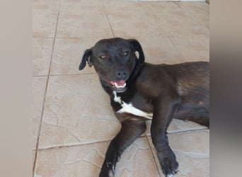 Coco sucht Ihre Familie!