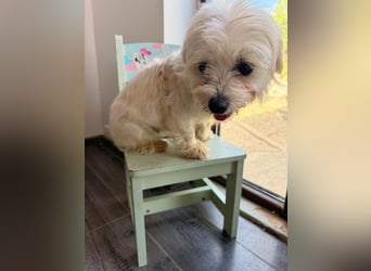 Perla sucht eine liebevolle Familie!
