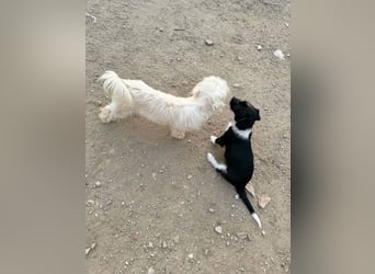 Perla sucht eine liebevolle Familie!