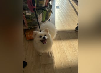 Yuki - Spitzfans aufgepaßt - Zuckenschock!