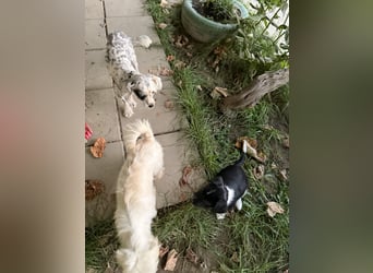 Perla sucht eine liebevolle Familie!