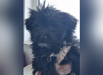 Ronja Welpe - sucht Ihre Familie!