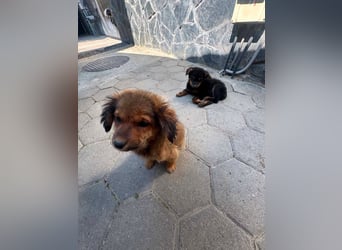 Mara Welpe sucht ihre Familie!