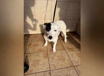 Spoty sucht Ihre Menschen