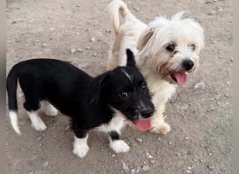 Perla sucht eine liebevolle Familie!