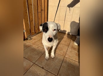 Spoty sucht Ihre Menschen