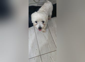 Perla sucht eine liebevolle Familie!