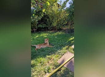 Nuka Welpe - sucht Familie