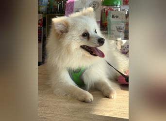 Yuki - Spitzfans aufgepaßt - Zuckenschock!
