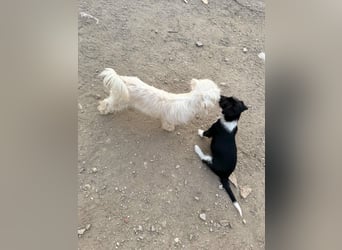 Perla sucht eine liebevolle Familie!