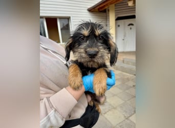 Keks sucht seine Menschen