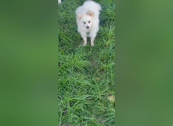 Yuki - Spitzfans aufgepaßt - Zuckenschock!