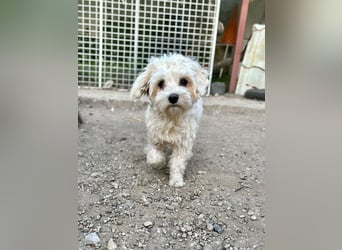 Karina sucht ein Zuhause!