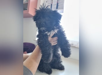 Ronja Welpe - sucht Ihre Familie!