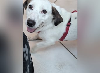 Baloo in 64646 Heppenheim auf Pflegestelle