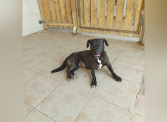 Coco sucht Ihre Familie!