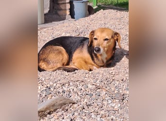 Bibi sucht ruhiges Zuhause!