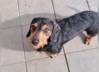 Bibi und Bebe suchen gemeinsam ihr Glück!