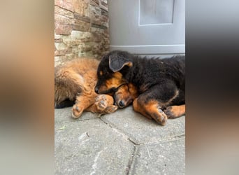 Mara Welpe sucht ihre Familie!