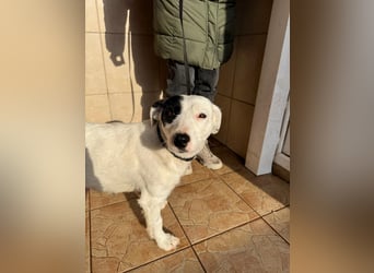 Spoty sucht Ihre Menschen