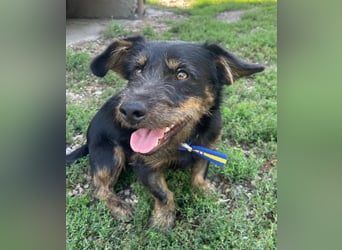 Coco sucht eine liebevolle Familie