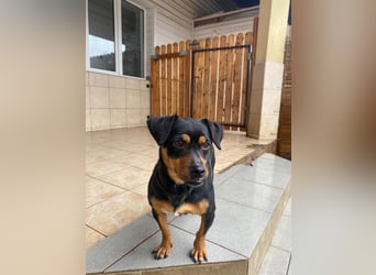 Liza - süße Maus sucht Ihre Familie