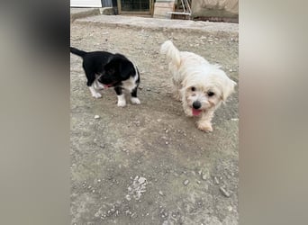 Perla sucht eine liebevolle Familie!