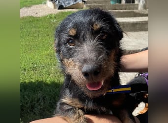 Coco sucht eine liebevolle Familie