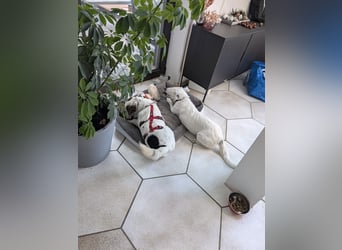 Baloo in 64646 Heppenheim auf Pflegestelle
