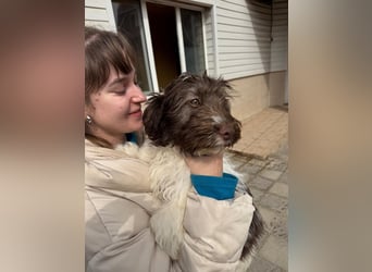 Flocke sucht sein Glück