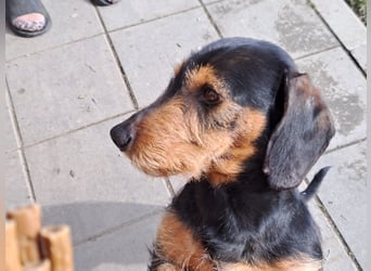 Bibi und Bebe suchen gemeinsam ihr Glück!