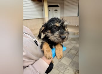 Keks sucht seine Menschen