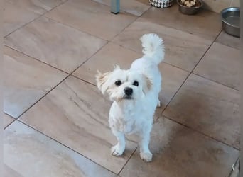 Kleine Lizzy sucht ihr Für-immer-Zuhause