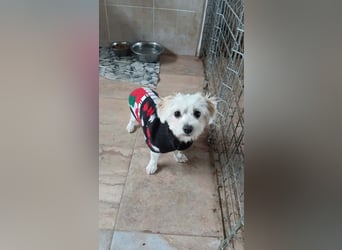 Kleine Lizzy sucht ihr Für-immer-Zuhause